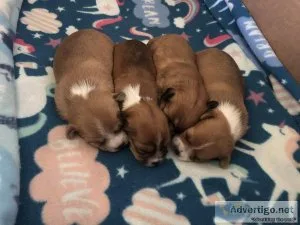 Adorable Shorkey Pembroke corgi Pomeranian mix puppies