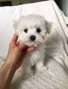 Toy Purebred Maltese puppies