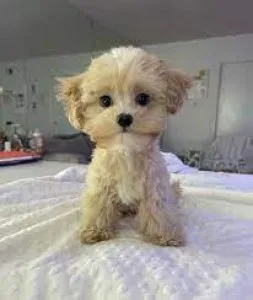 MALTESE X TOY POODLE PUPPIES