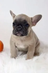 Willow Female AKC French Bulldog