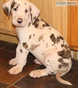 Males and females Harlequin Great Dane puppies