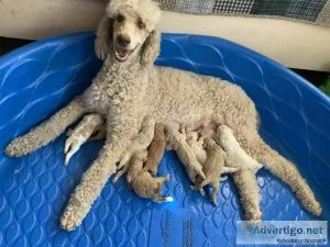 Standard poodle puppies