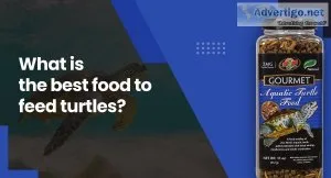 What Is The Best Food To Feed Turtles