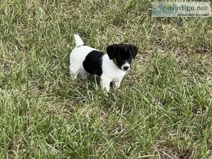 Jack Russell