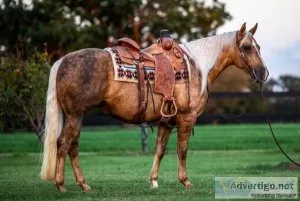 2015 AQHA Palomino Mare For Anyone Kids Safe