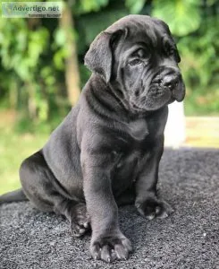 ____Cane Corso puppies  ____