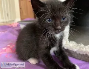 Free Kittens