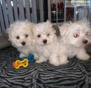 AKC _ Maltese puppies_