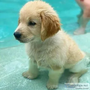 Golden Retriever Puppies