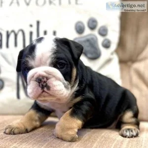 English Bulldog PuppIES