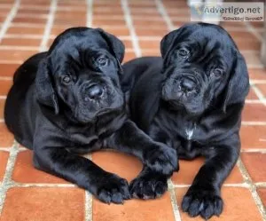 AKC _ Cane Corso puppies_