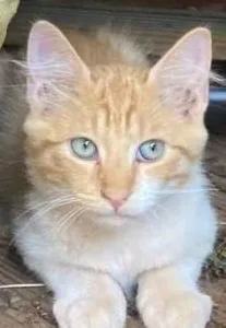 Free Free Free male Kitten to Loving Home