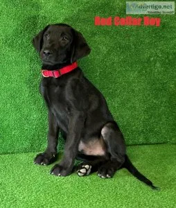 AKC Male Black Lab Puppies 34 American 14 English