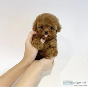Miniature Poodle Puppies For Sale