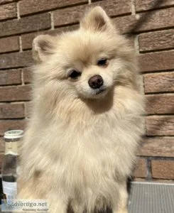 8 month old Pomeranian puppy