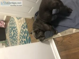 American bully exotic pocket