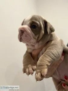 AKC English Bulldog Puppies Lilac  Tan