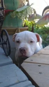 Pitbull puppies - 250 (ATLANTA)