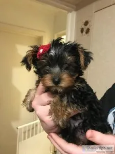 Yorkie Puppies 10 weeks old