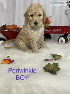 Mini Goldendoodle puppies