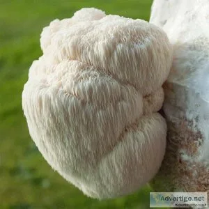 Lion?s mane mushrooms for sale