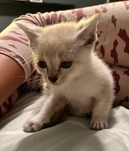 Ragdoll mix male kitten
