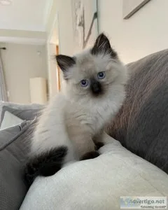 Lovely_ Ragdolls kittens_