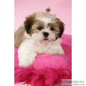 Shih Tzu 10 Week Old Puppy