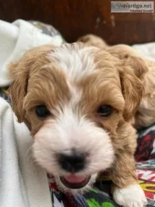 Gourgeous Maltipoo Puppies for Sale  500