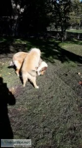 12 weeks old micro-chipped rough collie male
