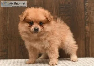 Pomeranian PuppIES