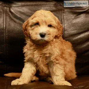 Mini Goldendoodle