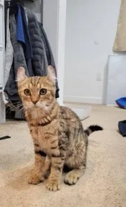 Savannah kitten