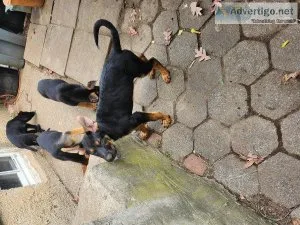 German shepherd puppies for sale