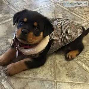 R0TTWEILER PUPPIES