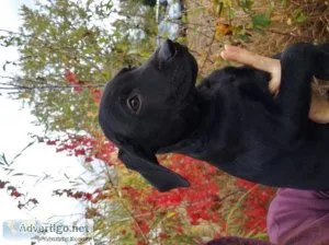 Lab Mix Puppy