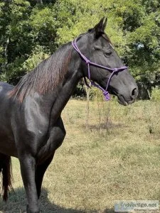 Reg Tennessee walking mare