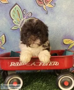Timmy Shihpoo