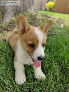 Male and Female Corgi Ready