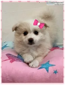 Beautiful Pompoo Puppy