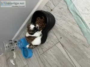 Shih tzu puppy