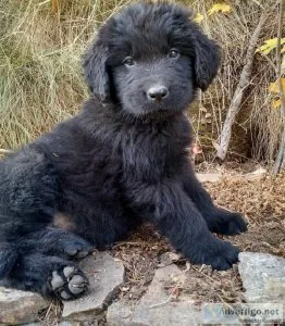 Newfoundland PuppIES