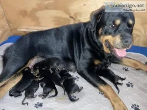 AKC Rottweiler puppies
