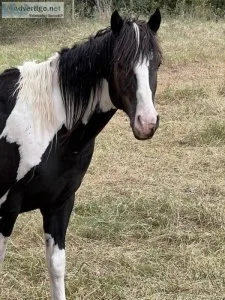 Gypsy vanner cross