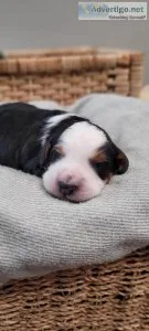 Bernedoodle Puppy