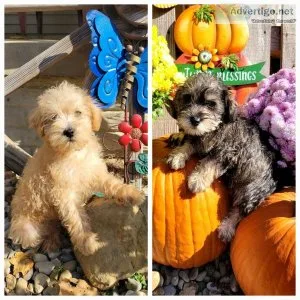 Miniature Schnoodle puppies