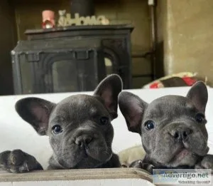 TOP QUALITY KC REG FRENCH PUPS AVAILABLE