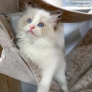 Lovely baby Ragdolls kittens