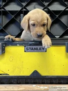 Beautiful AKC Rustic Yellow Red Labrador Puppies