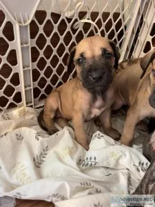 AKC registered Great Dane puppies